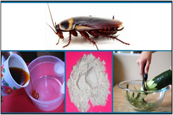 How-to-Get-Rid-Of-Roaches