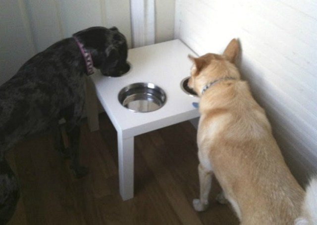 Doggy-Dish-Coffee-Table