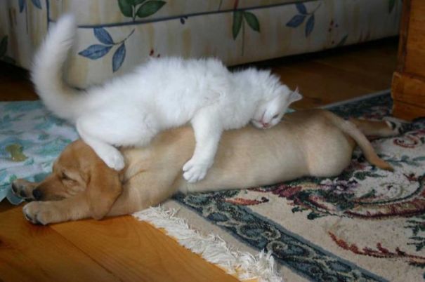 cats_sleeping_on_dogs_11