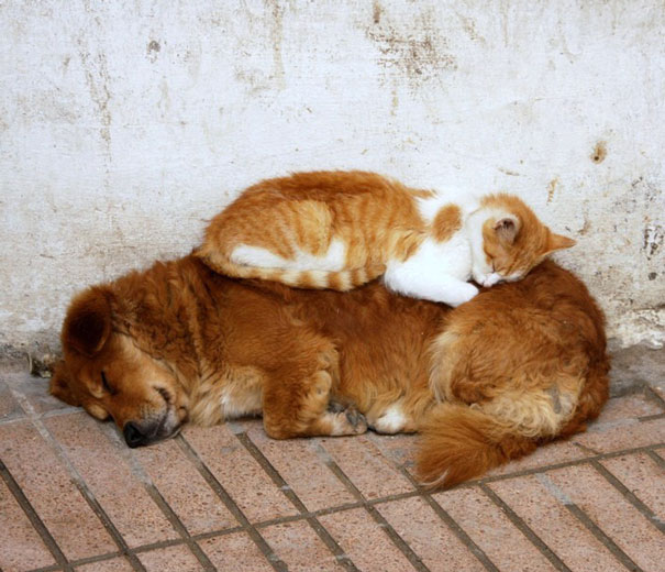 cats_sleeping_on_dogs_15