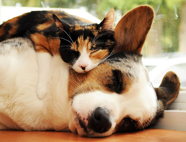 cats_sleeping_on_dogs_22
