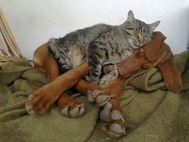 cats_sleeping_on_dogs_4