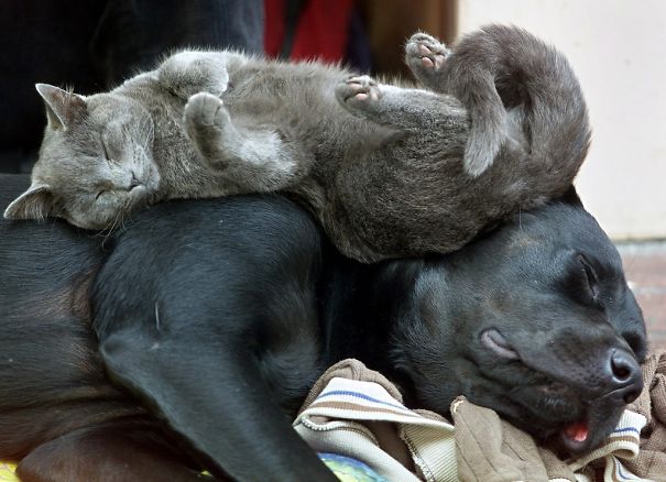 cats_sleeping_on_dogs_7