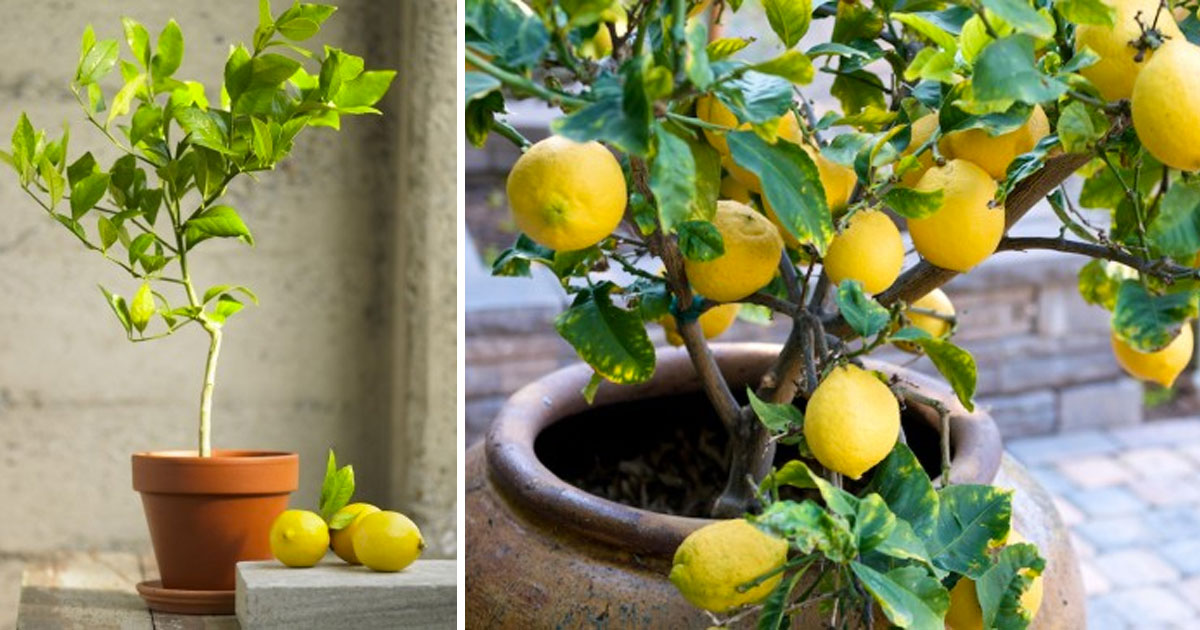 grow_your_own_lemon_tree_at_home_featured