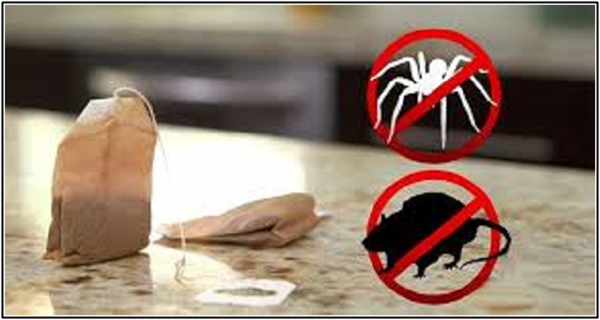 need-one-tea-bag-will-never-see-spiders-house1