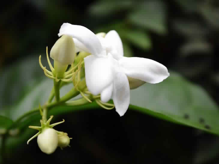 white-jasmine