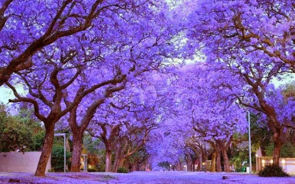 worlds_most_beautiful_trees_11