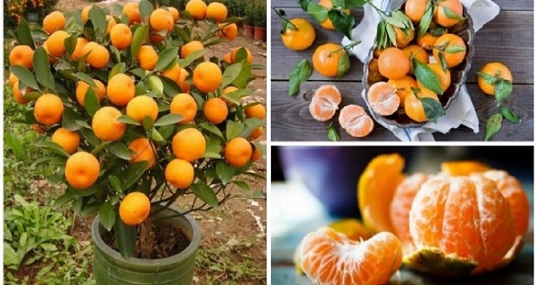 you-will-not-buy-tangerines-again-plant-them-in-a-flowerpot-and-you-will-always-have-hundreds-of-them