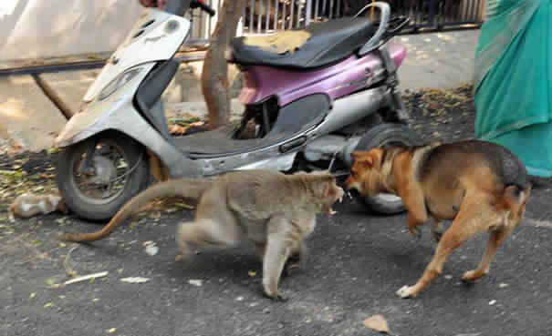 monkey-adopts-puppy-in-india_1