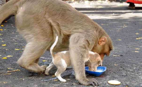 monkey-adopts-puppy-in-india_2