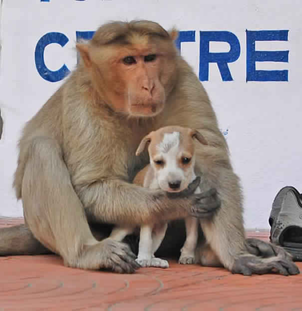 monkey-adopts-puppy-in-india_8