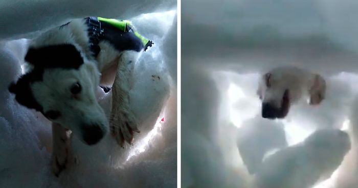 Enseveli sous la neige, cet homme a filmé un chien d’avalanche qui l’a sauvé et c’est adorable