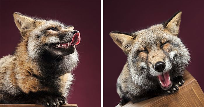 J'ai photographié des renards dans mon atelier et je suis tombé amoureux de leur personnalité