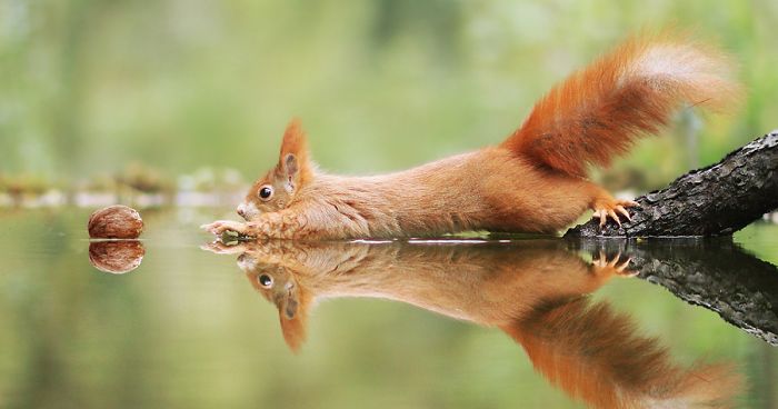 30 photos amusantes de la faune par un photographe autrichien primé
