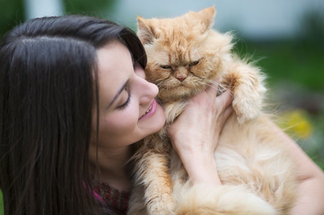 La personnalité de votre chat est susceptible de correspondre à la vôtre, selon cette nouvelle étude