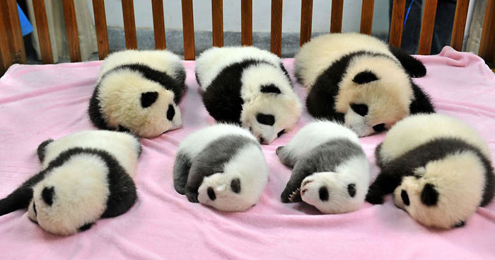 Cette « garderie » pour pandas existe et c’est l’endroit le plus adorable sur Terre