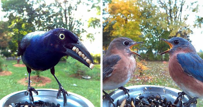 Cette femme a installé un photomaton pour les oiseaux dans son jardin et les résultats sont extraordinaires