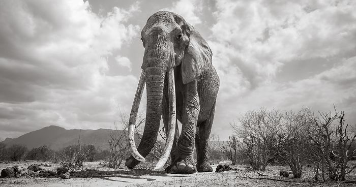 Les dernières photos de la légendaire reine des éléphants avant sa mort