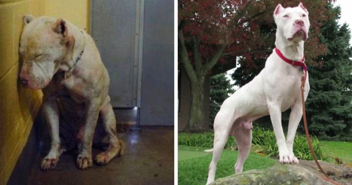 20 photos de chiens avant et après l'adoption qui vont vous réchauffer le cœur