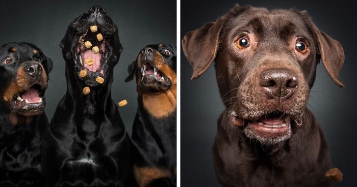 Des expressions hilarantes de chiens qui tentent d’attraper des friandises dans les airs