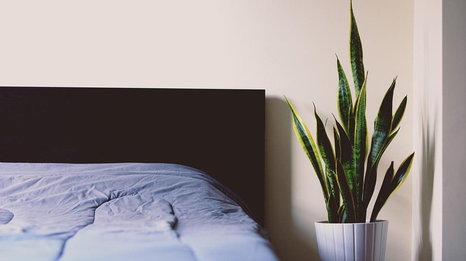 15 plantes pour votre chambre à coucher qui améliorent votre sommeil et aident à traiter l'insomnie