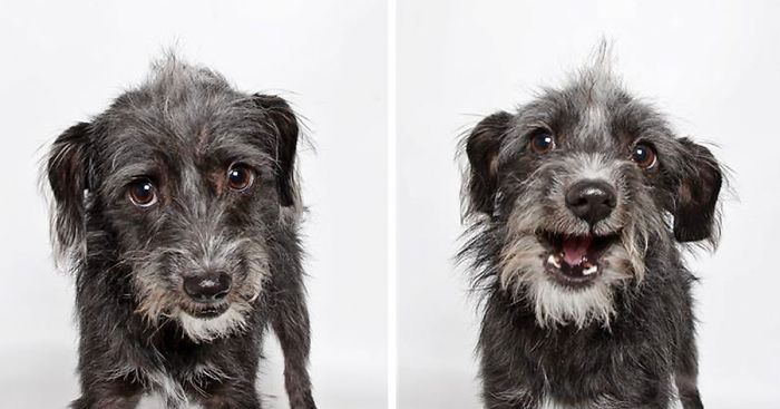 Ces chiens de refuge ont été photographiés dans une cabine photo pour les aider à se trouver une maison
