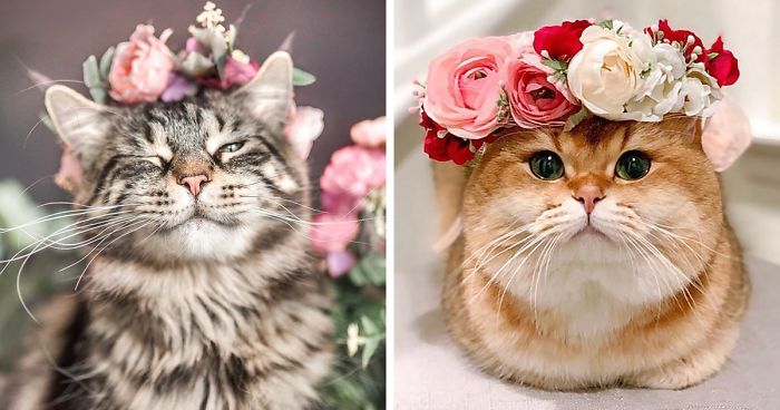 Cet artiste fait des couronnes de fleurs pour les animaux et elles sont magnifiques
