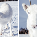 Un photographe capture un bébé renne blanc extrêmement rare lors d'une randonnée en Norvège (6 photos)