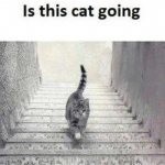 Personne sur Internet ne peut savoir si ce chat monte ou descend ces escaliers