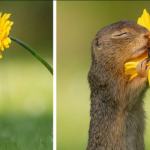 Magnifique : le photographe capture le moment exact où un écureuil sent une fleur