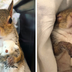 Jill l'écureuil a été sauvée de l'ouragan Isaac et refuse de s'endormir sans sa peluche